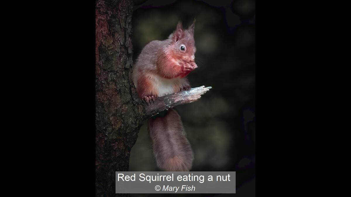 Red Squirrel